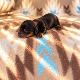 Boy 1 - Black and tan male Dachshund puppy in Oklahoma from Red Oak Long Dogs
