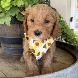 Ahsoka - Red - Red female Cavapoo puppy in South Jordan, Utah from Simply Sweet Paws. LLC
