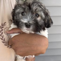 Havanese and Havapoo Puppies from Happytailspuppies