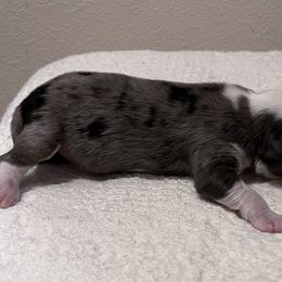 Girl 1 - Blue merle Miniature Australian Shepherd puppy in Corydon, Indiana from Arbuckle’s Lookin Good Aussies (LGA)