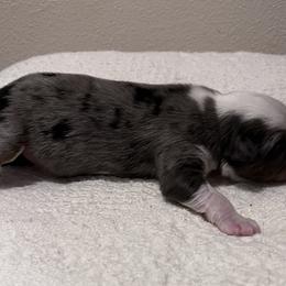 Girl 1 - Blue merle Miniature Australian Shepherd puppy in Corydon, Indiana from Arbuckle’s Lookin Good Aussies (LGA)
