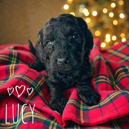 Lucy - Phantom female Goldendoodle puppy in Warrensburg, Missouri from Supreme Doodles