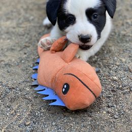 Cardigan Welsh Corgi Puppies from Breuddwyd Cardigan Welsh Corgis