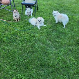Pomeranian Puppies from Paradise Point Pomeranians