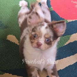Cookie - Merle male Chihuahua puppy in Bowdon, Georgia from Paschal's Pups