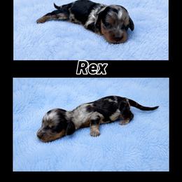 Rex - Dapple male Dachshund puppy in Hockley, Texas from Shans Down Home Doxies