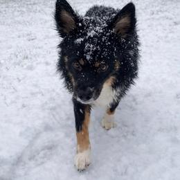 Atlas - Black tri-color male Australian Shepherd puppy in Placerville, California from BFF Aussies