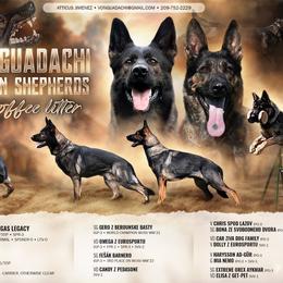 German Shepherd puppies from Von Guadachi German Shepherds & Audacity Border Collies