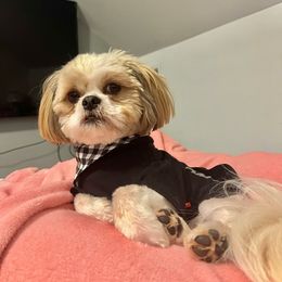 Teddy - Shih Tzu
