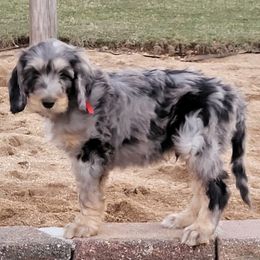 Bernedoodles from Daisey-Duke