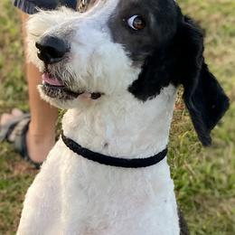 Gusteau - Bernedoodle