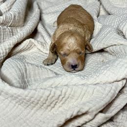 Boy 3 - male Cavapoochon puppy in Mt. Pleasant, Iowa from Platinum Premier Puppies