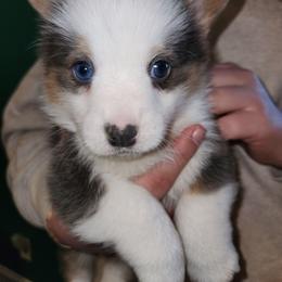 Blue - Gray and white male American Corgi puppy in Leighton, Alabama from Bar P Livestock Corgis
