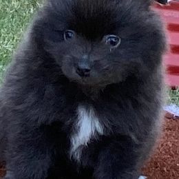 Pomeranians from Sweet Poms