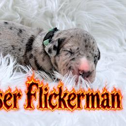 Ceasar Flickerman - Merle male Great Dane puppy in Montgomery, Texas from KD Sweet Southern Danes