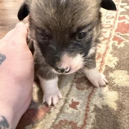 American Corgi Puppies from Highland corgis