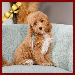 Jason - Red and white male Cockapoo puppy in Connersville, Indiana from Deaz Doodle Ranch