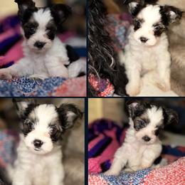 Yorkshire Terrier puppies from DJ Yorkies