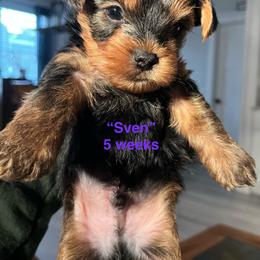 Sven - Black and tan male Yorkshire Terrier puppy in Forest, Virginia from Majestic Touch Kennels and Pet Services