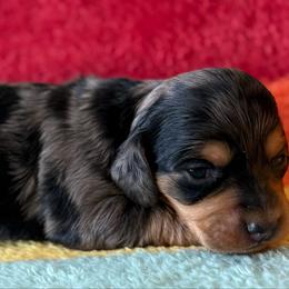 Viola - Dapple female Dachshund puppy in Salem, Oregon from Longdox Mini Dachshunds