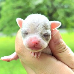 Girl - Merle female Chihuahua puppy in Vineland, New Jersey from Royal Companion's