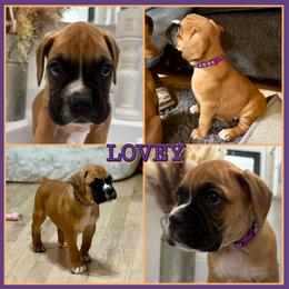 Boy 2 - male Boxer puppy in Nw Oregon, Oregon from Vincent's Pride Boxers ~ Dudley's Dream Boxers