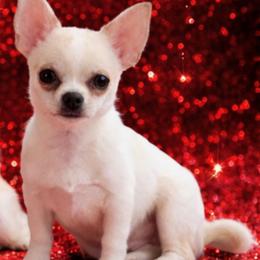 Papi - Cream and white male Chihuahua puppy in Birmingham, Michigan from Cranbrook Kennels