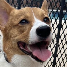 Pembroke Welsh Corgis from Mehling Corgis