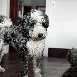 Nori - Merle female Bernedoodle puppy in Constableville, New York from Zehr’s Labradoodles & Bernedoodles