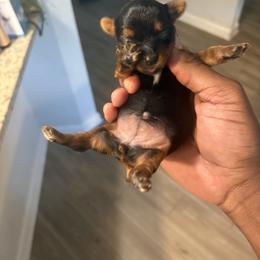 Girl 1 - Chocolate, tan and white female Yorkshire Terrier puppy in Jacksonville, Florida from Lake Shore Yorkies
