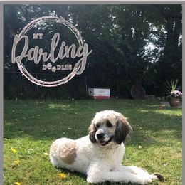 Trixie - Saint Berdoodle