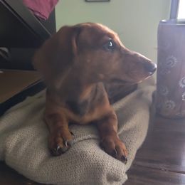 Rip - Dachshund