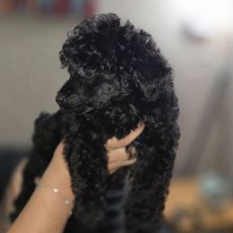 Boy 1 - Black male Poodle puppy in Lawton, Oklahoma from My Precious Toy Poodles