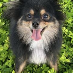 Katana - Pomeranian