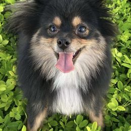Katana - Pomeranian
