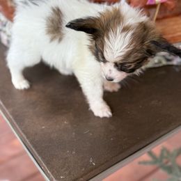 Papillon Puppies from Carousel Papillons