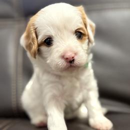 Daisy (Green) - Parti female Goldendoodle puppy in Twin Falls, Idaho from Magic Valley Family Doodles