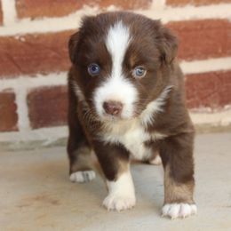 Miniature Australian Shepherd and Toy Australian Shepherd Puppies from TK Mini & Toy Aussies