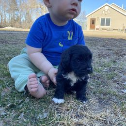Cockapoo and Havapoo Puppies from Hofer Pups