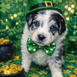 Gusty (Gus) - Blue merle male Australian Shepherd puppy in Dalton, Georgia from Furtabulous Paws Australian Shepherds & Border Collies