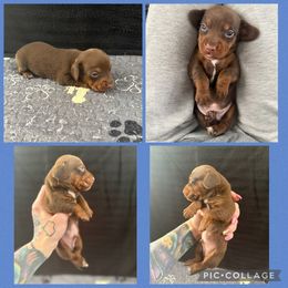 Boy 2 big white chest - Chocolate and tan male Dachshund puppy in Madison, Wisconsin from SK Dashing  Dachshunds