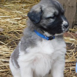 Anatolian Shepherd Dog Puppies from Lambkin Lane Farm
