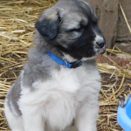 Anatolian Shepherd Dog Puppies from Lambkin Lane Farm