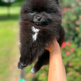 CRUELLA - Black female Pomeranian puppy in Willis, Texas from Treasured Jewels Pomeranians