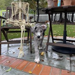Great Dane All Grown Up from Majestic Giants Great Danes