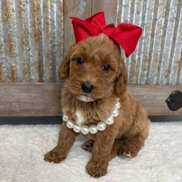 Rose - Red female Bernedoodle puppy in Calico Rock, Arkansas from Cottrell’s Poodles & Doodles