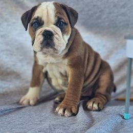 France, pj - Fawn female Bulldog puppy in Silverton, Oregon from Willamette Valley Bullies