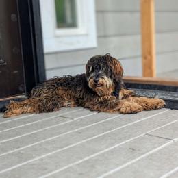Tikka - Whoodle