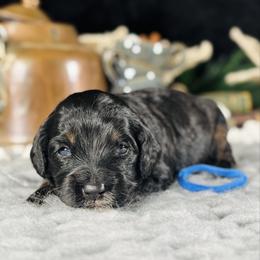 Blue boy - Phantom male Bernedoodle puppy in Waukesha, Wisconsin from Bernedoodle Boutique (and Cavapoos)