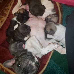 French Bulldog Puppies from Who's Your Bulldog? Kennel